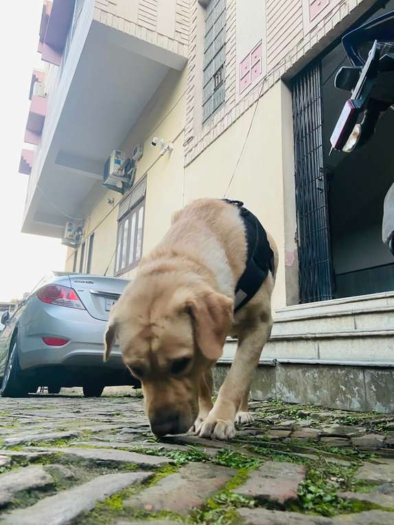 Labrador Retriever Dogs For Mating In Guwahati