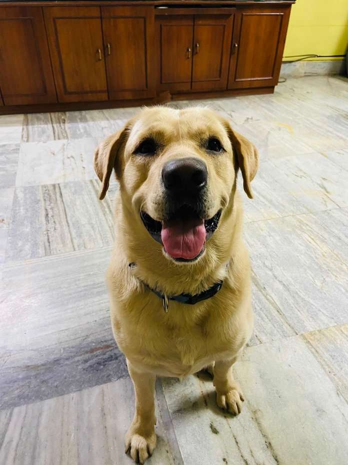 Labrador Retriever Dogs For Mating In Guwahati