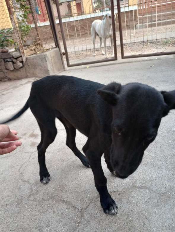 Indian Breed For Adoption In Jalgaon