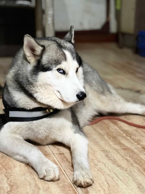 Siberian Husky Dogs For Mating In Mumbai