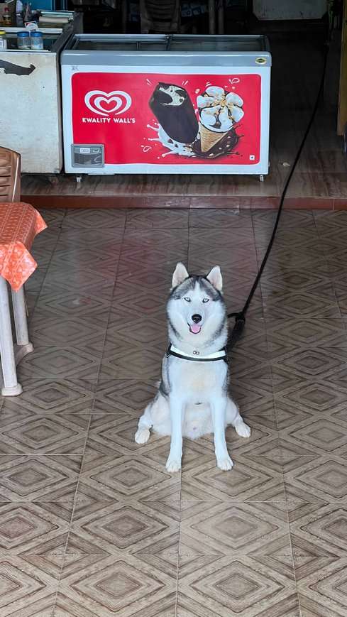 Siberian Husky Dogs For Mating In Mumbai