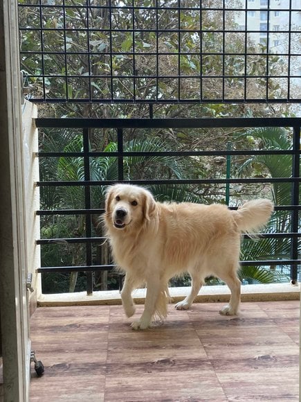 Golden Retriever Dogs For Mating In Bangalore