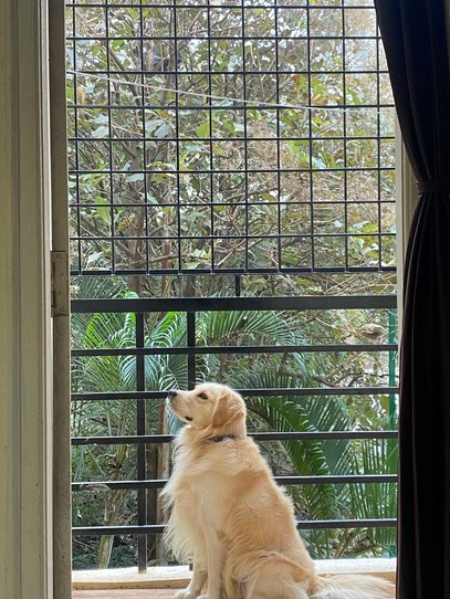 Golden Retriever Dogs For Mating In Bangalore