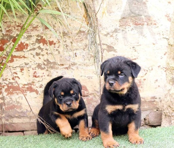 Rottweiler For Sale In Pune
