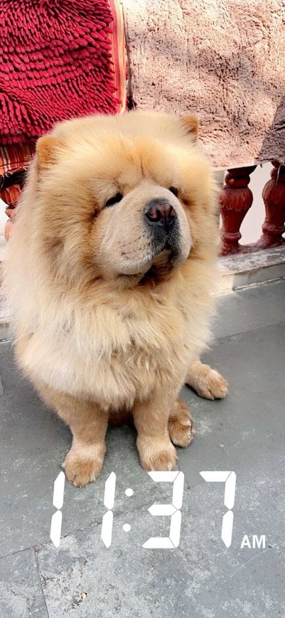 Chow Chow Dogs For Mating In Rewari