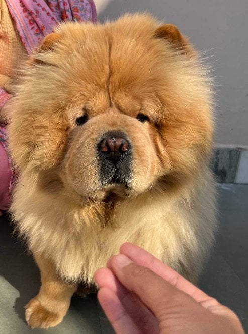 Chow Chow Dogs For Mating In Rewari