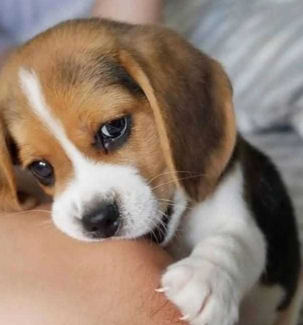 Beagle For Sale In Bhopal