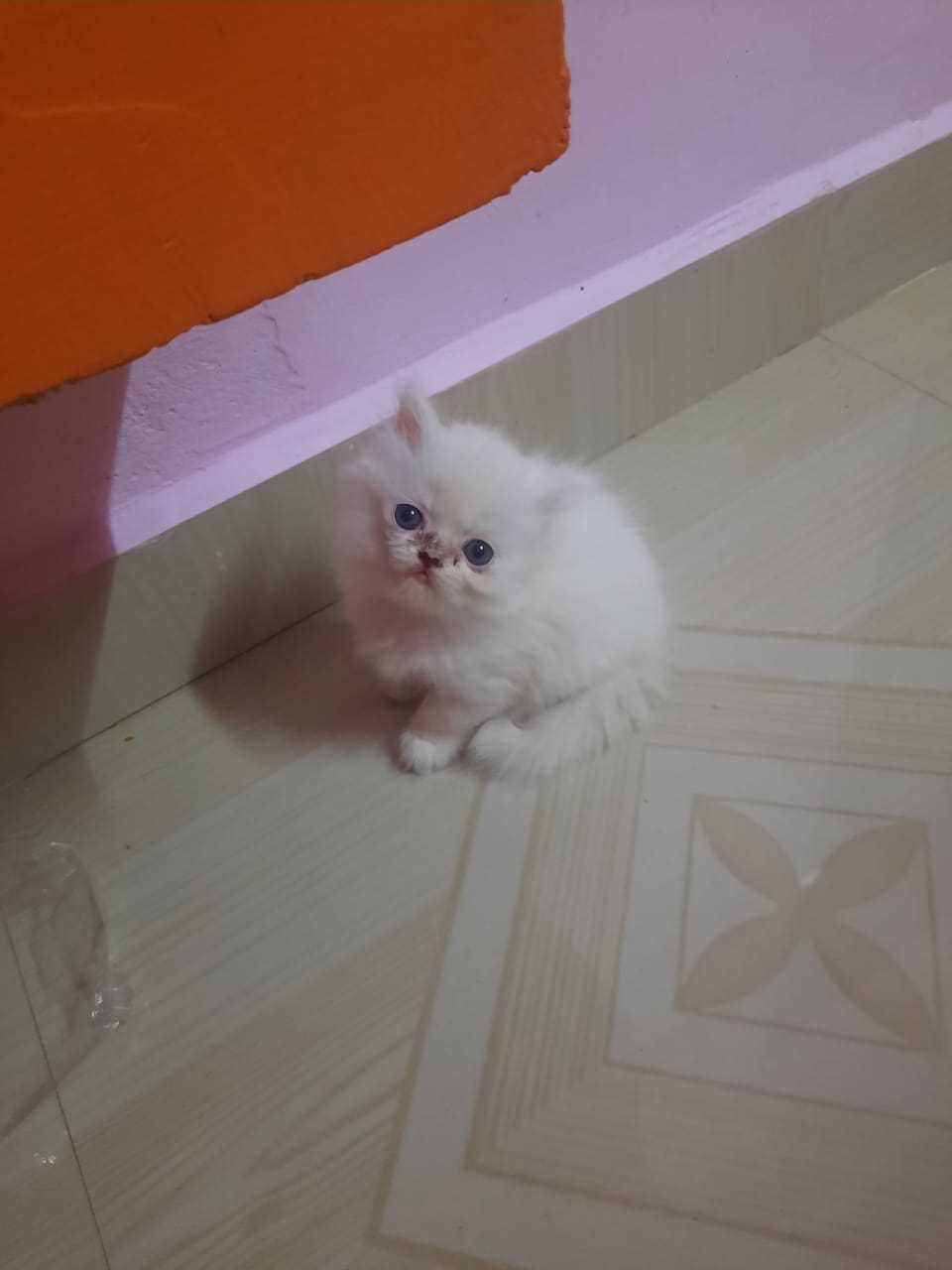 Persian For Sale In Vellore