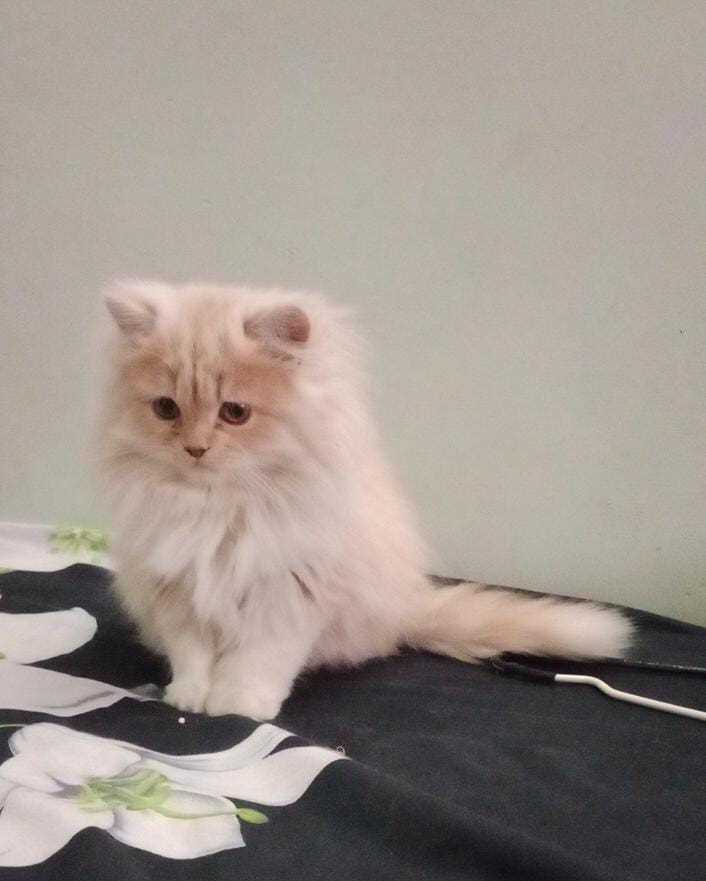 Persian For Sale In Sagar MP