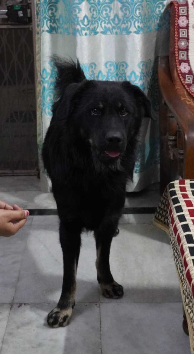 Indian Breed Dogs For Mating In Delhi