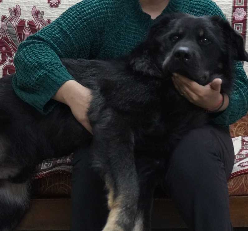 Indian Breed Dogs For Mating In Delhi