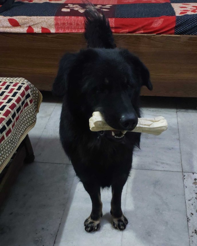 Indian Breed Dogs For Mating In Delhi