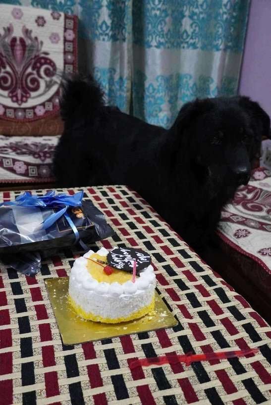Indian Breed Dogs For Mating In Delhi