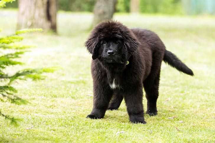 Newfoundland For Sale In Delhi