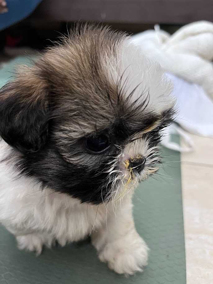 Shih Tzu For Sale In Gurgaon