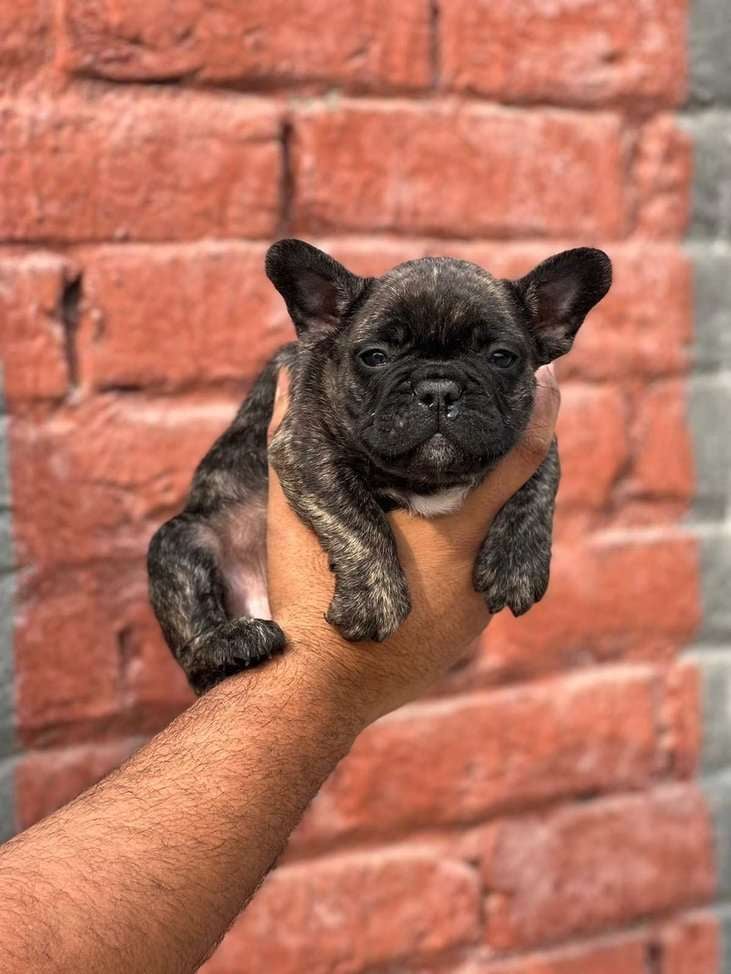 French Bulldog For Sale In Delhi
