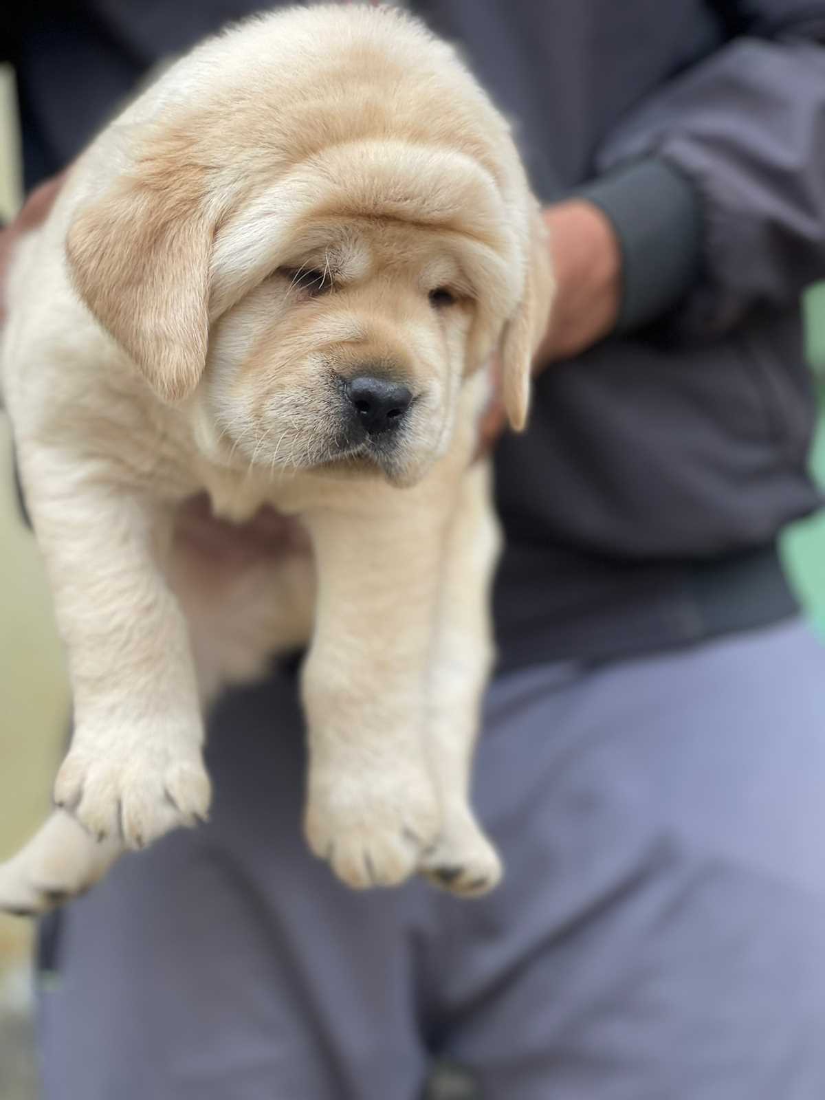 Labrador Retriever For Sale In Shimla