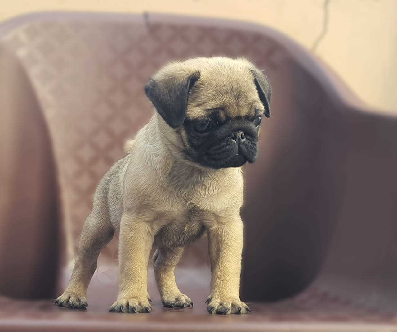 Pug For Sale In Deoghar