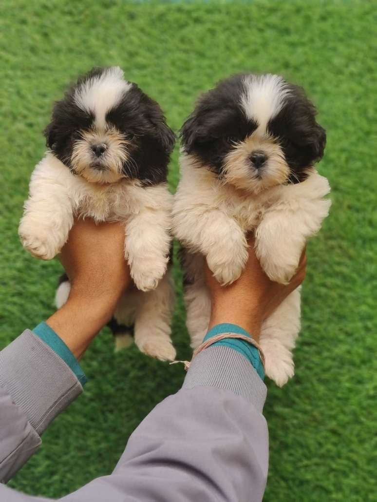 Shih Tzu For Sale In Amreli