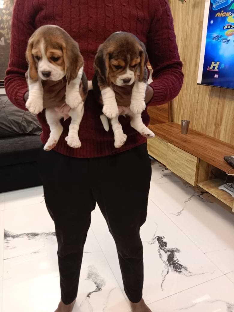 Beagle For Sale In Dewas