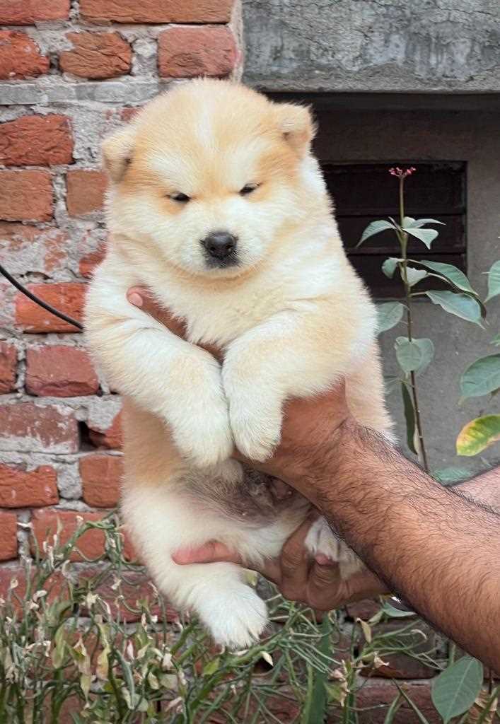 Japanese Akita For Sale In Bangalore