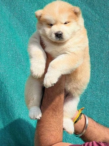 Japanese Akita For Sale In Belgaum