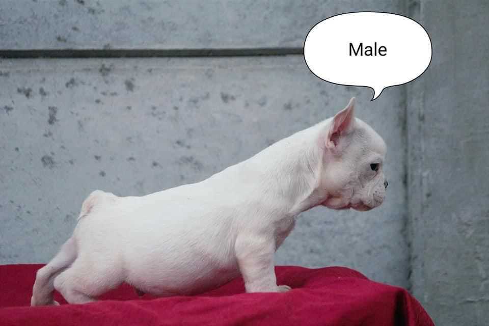 French Bulldog For Sale In Bangalore
