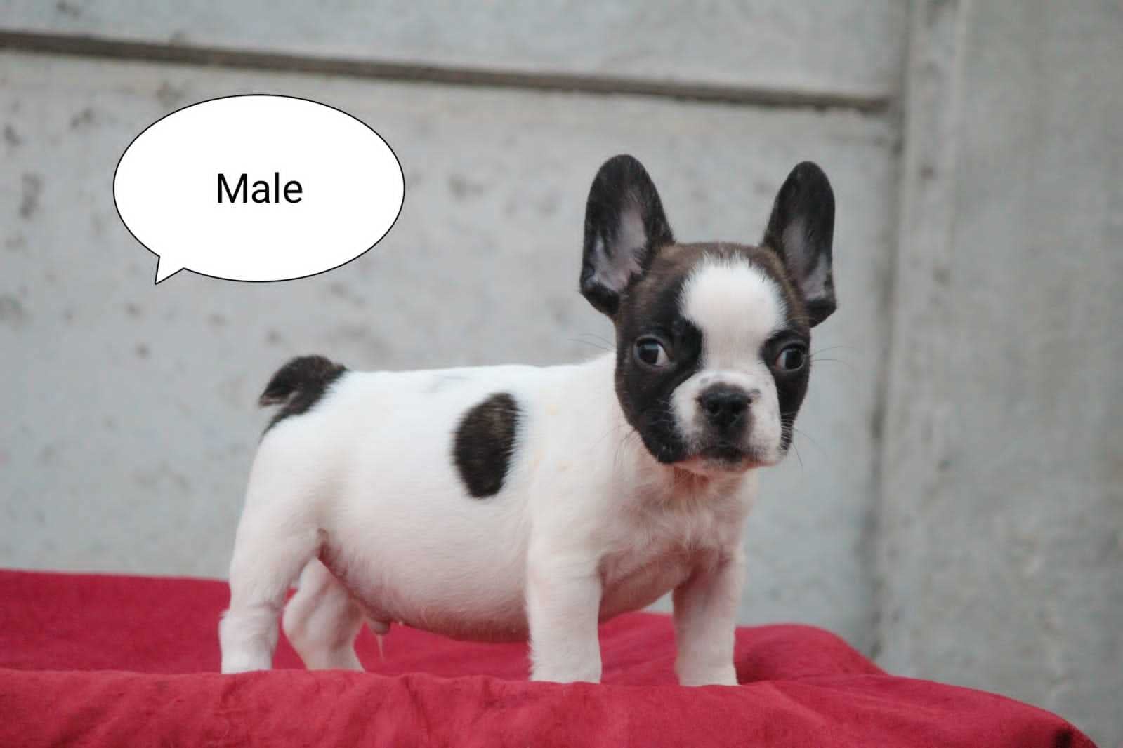 French Bulldog For Sale In Ramgarh Cantonment