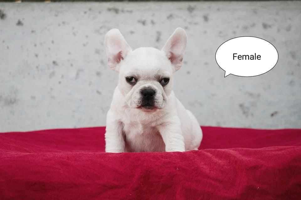 French Bulldog For Sale In Baloda Bazar