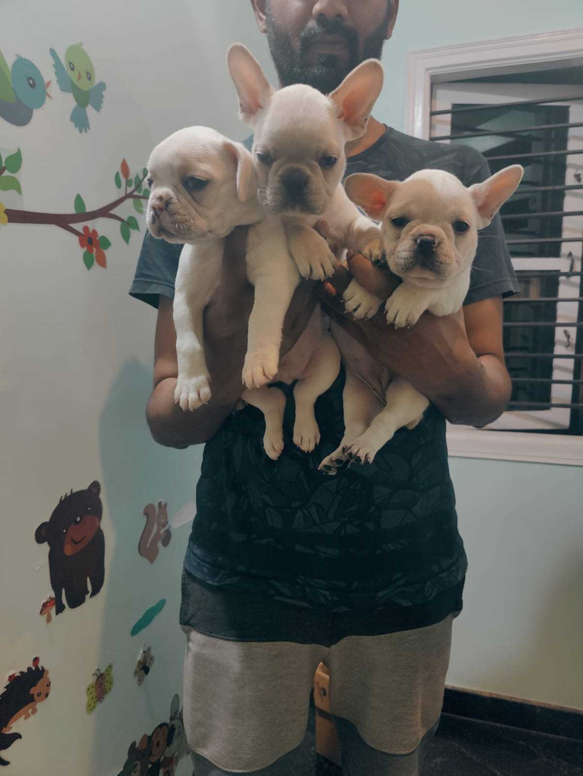 French Bulldog For Sale In Bangalore