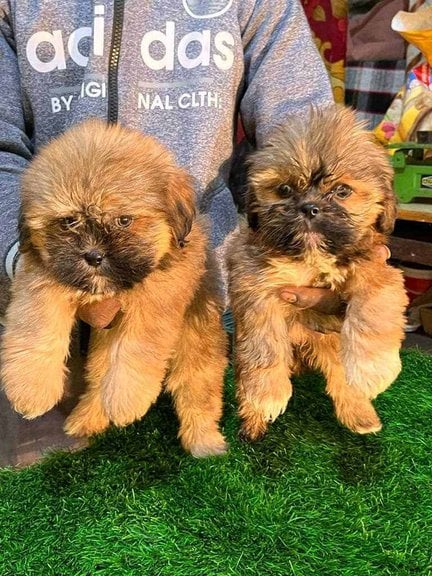 Lhasa Apso For Sale In Bagalkot