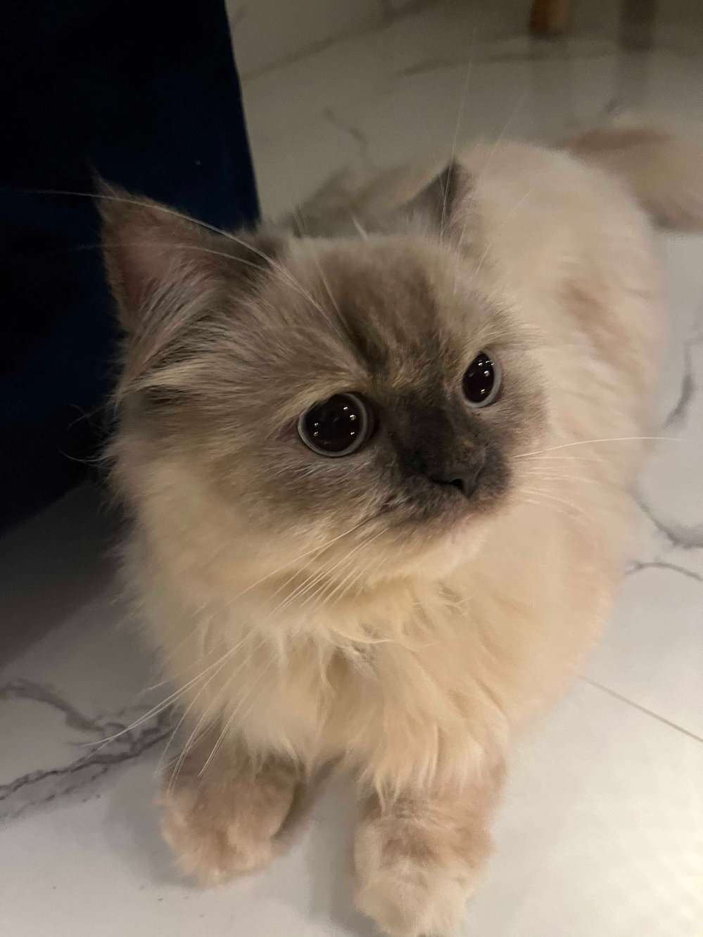 Ragdoll Dogs For Mating In Gurgaon