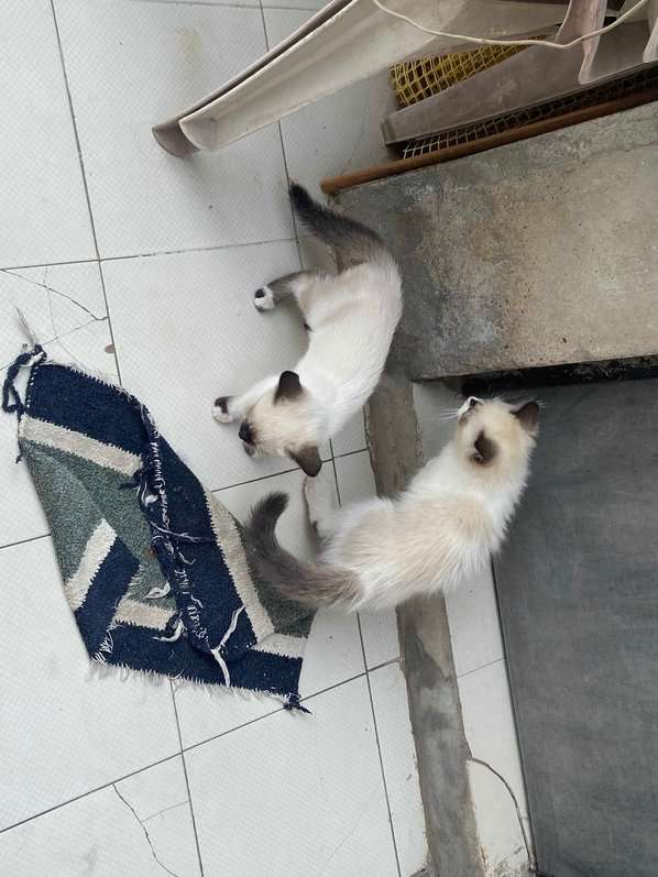 Himalayan For Sale In Ahmedabad