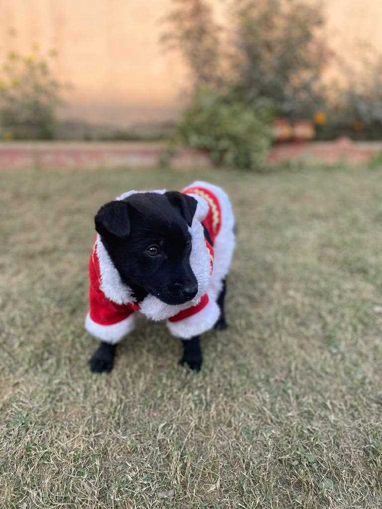 Indian Breed For Adoption In Karnal