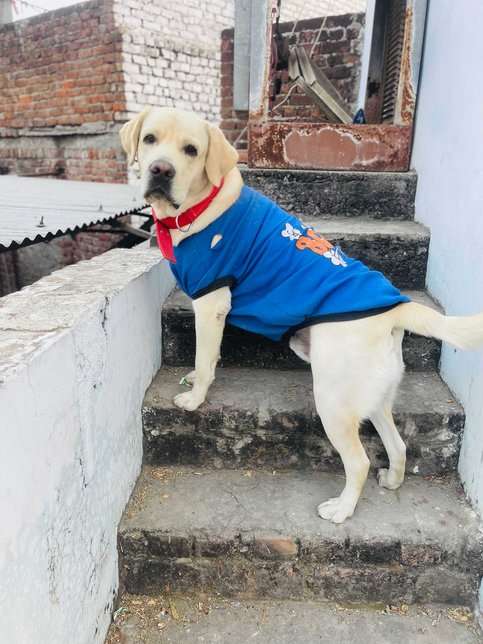 Labrador Retriever Dogs For Mating In Jaipur