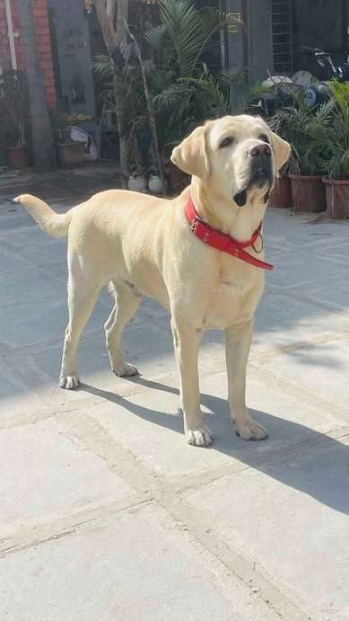 Labrador Retriever Dogs For Mating In Jaipur