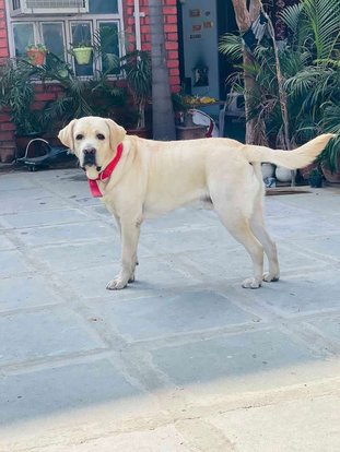 Labrador Retriever Dogs For Mating In Jaipur