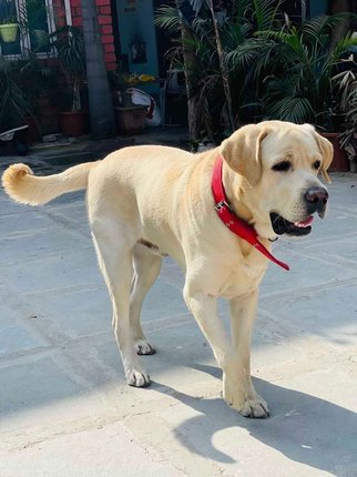 Labrador Retriever Dogs For Mating In Jaipur
