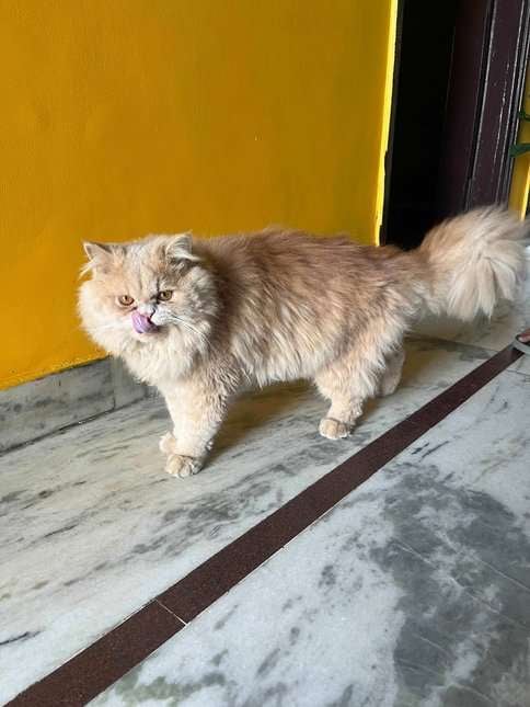 Persian Dogs For Mating In Jalandhar