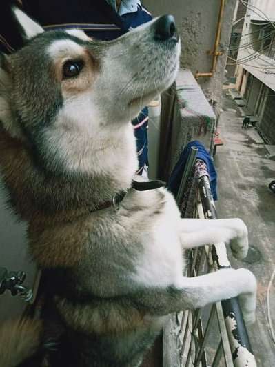 Siberian Husky Dogs For Mating In Delhi