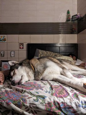 Siberian Husky Dogs For Mating In Delhi