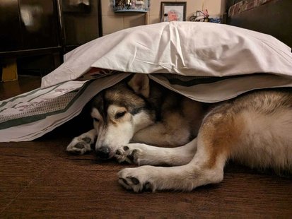 Siberian Husky Dogs For Mating In Delhi