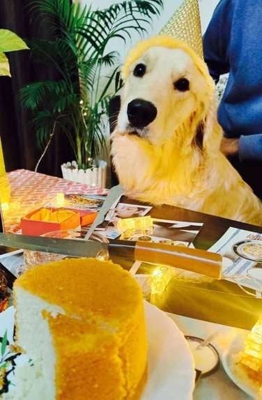 Golden Retriever For Adoption In Barnala