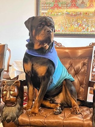 Rottweiler Dogs For Mating In Gurgaon