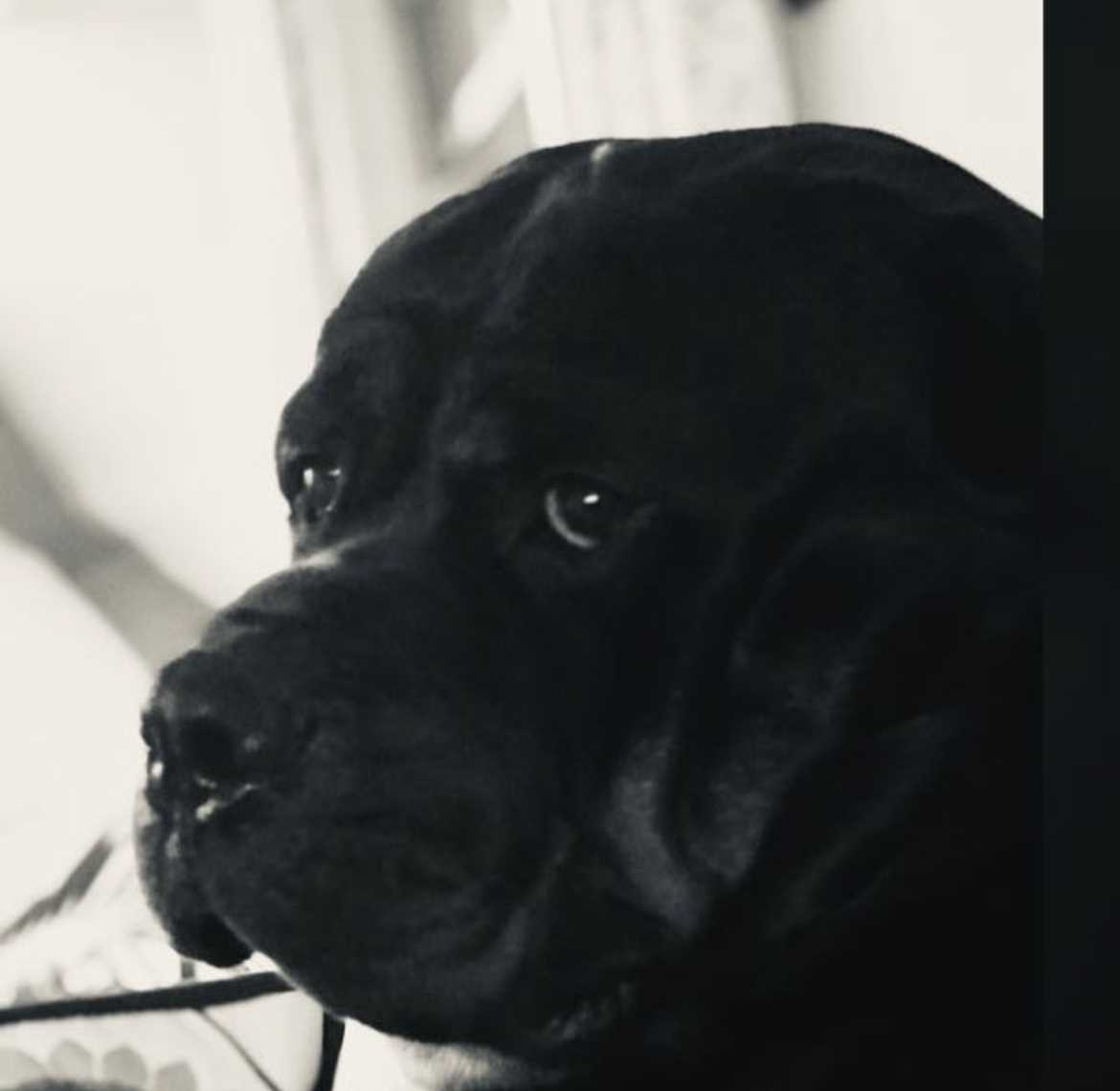 Rottweiler Dogs For Mating In Gurgaon