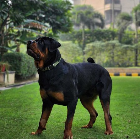 Rottweiler Dogs For Mating In Gurgaon