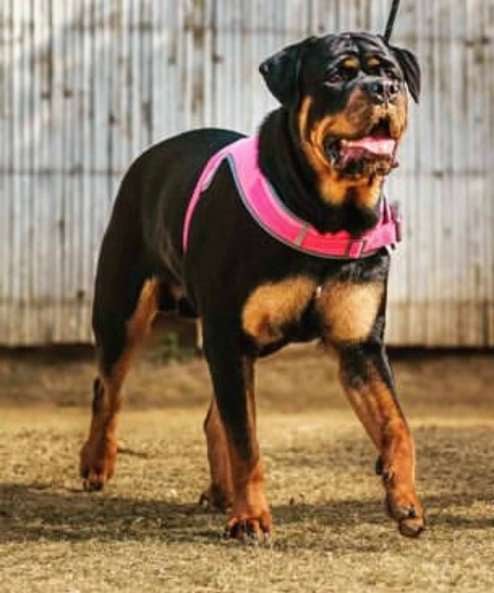 Rottweiler Dogs For Mating In Gurgaon