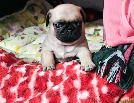 Pug For Sale In Vadodara