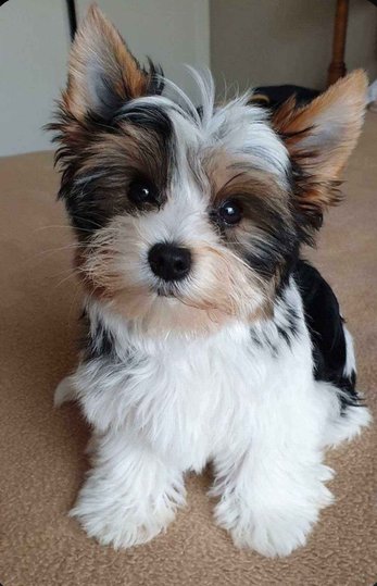 Biewer Terrier For Sale In Mumbai