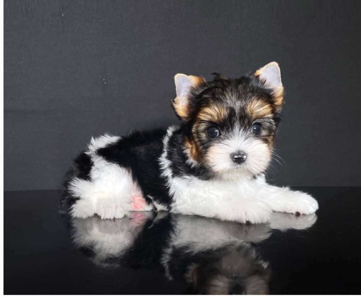 Biewer Terrier For Sale In Mumbai